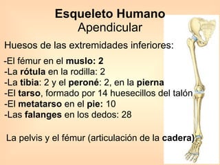 Huesos de las extremidades inferiores:  -El fémur en el  muslo: 2  -La  rótula  en la rodilla: 2  -La  tibia : 2 y el  peroné : 2, en la  pierna  -El  tarso , formado por 14 huesecillos del talón  -El  metatarso  en el  pie:  10  -Las  falanges  en los dedos: 28  La pelvis y el fémur (articulación de la  cadera)  Esqueleto Humano Apendicular 
