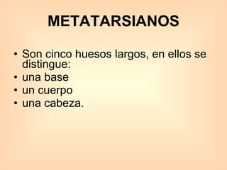 METATARSIANOS Son cinco huesos largos, en ellos se distingue:  una base  un cuerpo  una cabeza.  