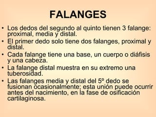 FALANGES Los dedos del segundo al quinto tienen 3 falange: proximal, media y distal.  El primer dedo solo tiene dos falanges, proximal y distal.  Cada falange tiene una base, un cuerpo o diáfisis y una cabeza.  La falange distal muestra en su extremo una tuberosidad.  Las falanges media y distal del 5º dedo se fusionan ocasionalmente; esta unión puede ocurrir antes del nacimiento, en la fase de osificación cartilaginosa.  