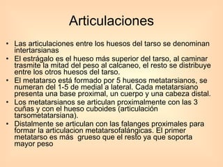Articulaciones Las articulaciones entre los huesos del tarso se denominan intertarsianas  El estrágalo es el hueso más superior del tarso, al caminar trasmite la mitad del peso al calcaneo, el resto se distribuye entre los otros huesos del tarso. El metatarso está formado por 5 huesos metatarsianos, se numeran del 1-5 de medial a lateral. Cada metatarsiano presenta una base proximal, un cuerpo y una cabeza distal. Los metatarsianos se articulan proximalmente con las 3 cuñas y con el hueso cuboides (articulación tarsometatarsiana). Distalmente se articulan con las falanges proximales para formar la articulacion metatarsofalángicas. El primer metatarso es más  grueso que el resto ya que soporta mayor peso  
