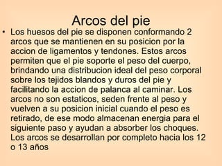 Arcos del pie Los huesos del pie se disponen conformando 2 arcos que se mantienen en su posicion por la accion de ligamentos y tendones. Estos arcos permiten que el pie soporte el peso del cuerpo, brindando una distribucion ideal del peso corporal sobre los tejidos blandos y duros del pie y facilitando la accion de palanca al caminar. Los arcos no son estaticos, seden frente al peso y vuelven a su posicion inicial cuando el peso es retirado, de ese modo almacenan energia para el siguiente paso y ayudan a absorber los choques. Los arcos se desarrollan por completo hacia los 12 o 13 años  