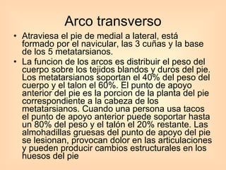 Arco transverso Atraviesa el pie de medial a lateral, está formado por el navicular, las 3 cuñas y la base de los 5 metatarsianos. La funcion de los arcos es distribuir el peso del cuerpo sobre los tejidos blandos y duros del pie. Los metatarsianos soportan el 40% del peso del cuerpo y el talon el 60%. El punto de apoyo anterior del pie es la porcion de la planta del pie correspondiente a la cabeza de los metatarsianos. Cuando una persona usa tacos el punto de apoyo anterior puede soportar hasta un 80% del peso y el talón el 20% restante. Las almohadillas gruesas del punto de apoyo del pie se lesionan, provocan dolor en las articulaciones y pueden producir cambios estructurales en los huesos del pie 