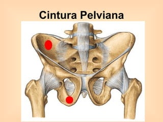 Cintura Pelviana 