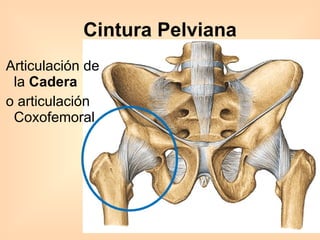 Articulación de la  Cadera o articulación Coxofemoral Cintura Pelviana 