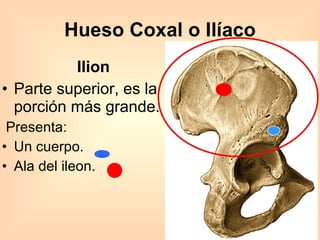 Hueso Coxal o Ilíaco Ilion Parte superior, es la porción más grande. Presenta: Un cuerpo. Ala del ileon. 