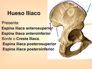 Hueso Ilíaco Presenta :  Espina iliaca anterosuperior   Espina iliaca anteroinferior Borde o  Cresta Iliaca . Espina iliaca posterosuperior  Espina iliaca posteroinferior 