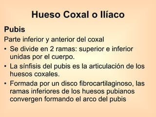 Pubis Parte inferior y anterior del coxal Se divide en 2 ramas: superior e inferior unidas por el cuerpo. La sínfisis del pubis es la articulación de los huesos coxales. Formada por un disco fibrocartilaginoso, las ramas inferiores de los huesos pubianos convergen formando el arco del pubis Hueso Coxal o Ilíaco 