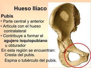 Hueso Ilíaco En esta región se encuentran: Cresta del pubis. Espina o tubérculo del pubis. Parte central y anterior •  Articula con el hueso  contralateral • Contribuye a formar el  agujero isquiopubiano   u obturador Pubis 
