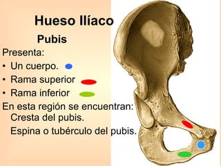 Hueso Ilíaco Presenta: Un cuerpo. Rama superior Rama inferior En esta región se encuentran: Cresta del pubis. Espina o tubérculo del pubis. Pubis 