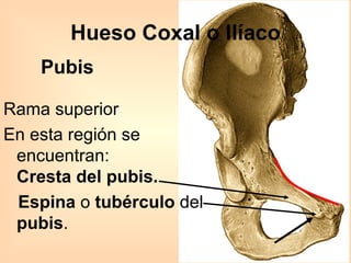 Pubis Hueso Coxal o Ilíaco Rama superior En esta región se encuentran: Cresta del pubis. Espina  o  tubérculo  del  pubis . 