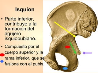 Isquion Parte inferior,  contribuye a la formación del agujero isquiopubiano. Compuesto por el cuerpo superior y la rama inferior, que se fusiona con el pubis. 