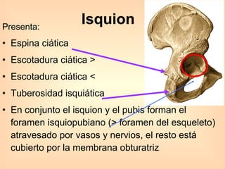 Isquion Presenta: Espina ciática Escotadura ciática >  Escotadura ciática < Tuberosidad isquiática En conjunto el isquion y el pubis forman el foramen isquiopubiano (> foramen del esqueleto) atravesado por vasos y nervios, el resto está cubierto por la membrana obturatriz 