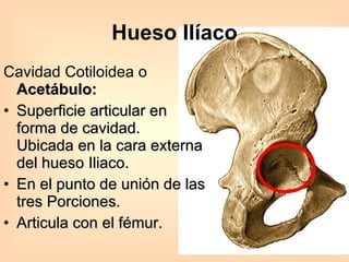 Hueso Ilíaco Cavidad Cotiloidea o  Acetábulo: Superficie articular en forma de cavidad. Ubicada en la cara externa del hueso Iliaco.  En el punto de unión de las tres Porciones. Articula con el fémur. 