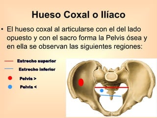 El hueso coxal al articularse con el del lado opuesto y con el sacro forma la Pelvis ósea y en ella se observan las siguientes regiones: Hueso Coxal o Ilíaco 