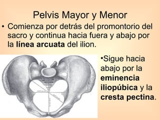 Pelvis Mayor y Menor Comienza por detrás del promontorio del sacro y continua hacia fuera y abajo por la  línea arcuata  del ilion.  Sigue hacia abajo por la  eminencia iliopúbica  y la  cresta pectina .  