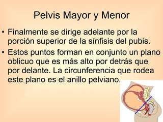 Pelvis Mayor y Menor Finalmente se dirige adelante por la porción superior de la sínfisis del pubis.  Estos puntos forman en conjunto un plano oblicuo que es más alto por detrás que por delante. La circunferencia que rodea este plano es el anillo pelviano.  