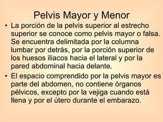 La porción de la pelvis superior al estrecho superior se conoce como pelvis mayor o falsa. Se encuentra delimitada por la columna lumbar por detrás, por la porción superior de los huesos iliacos hacia el lateral y por la pared abdominal hacia delante.  El espacio comprendido por la pelvis mayor es parte del abdomen, no contiene órganos pélvicos, excepto por la vejiga cuando está llena y por el útero durante el embarazo. Pelvis Mayor y Menor 