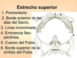 1 . Promontorio 2. Borde  anterior de las alas del Sacro,  3. Línea innominada,  4. Eminencia Íleo-pectínea,  5. Cuerpo del Pubis,         6. Borde superior de la sínfisis del Pubis.  Estrecho superior 