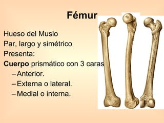 Hueso del Muslo Par, largo y simétrico Presenta:  Cuerpo  prismático con 3 caras Anterior.  Externa o lateral.  Medial o interna. Fémur 
