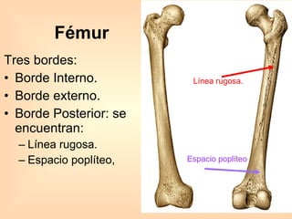 Tres bordes:  Borde Interno. Borde externo. Borde Posterior: se encuentran: Línea rugosa. Espacio poplíteo, Fémur Línea rugosa. Espacio poplíteo   