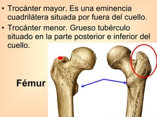 Trocánter mayor. Es una eminencia cuadrilátera situada por fuera del cuello.  Trocánter menor. Grueso tubérculo situado en la parte posterior e inferior del cuello. Fémur 