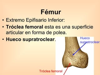 Fémur Extremo Epifisario Inferior:  Tróclea femoral  esta es una superficie articular en forma de polea. Hueco supratroclear . Hueco  supratroclear . Tróclea femoral   