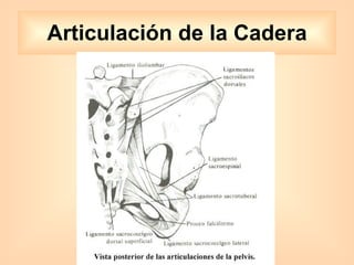 Articulación de la Cadera 