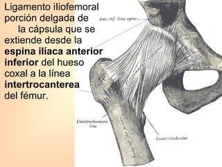 Ligamento iIiofemoral porción delgada de  la cápsula que se extiende desde la  espina ilíaca anterior inferior  del hueso coxal a la línea  intertrocanterea   del fémur. 