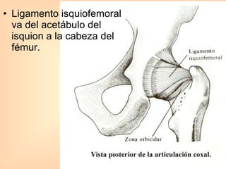 Ligamento isquiofemoral va del acetábulo del isquion a la cabeza del fémur. 
