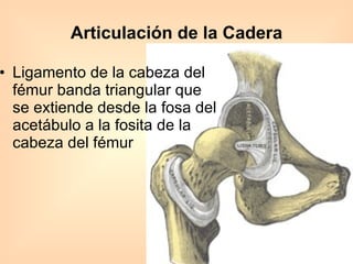 Articulación de la Cadera Ligamento de la cabeza del fémur banda triangular que se extiende desde la fosa del acetábulo a la fosita de la cabeza del fémur 