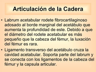 Labrum acetabular rodete fibrocartilaginoso adosado al borde marginal del acetábulo que aumenta la profundidad de este. Debido a que el diámetro del rodete acetabular es más pequeño que la cabeza del fémur, la luxación del fémur es rara. Ligamento transverso del acetábulo cruza la cavidad acetabular. Soporta parte del labrum y se conecta con los ligamentos de la cabeza del fémur y la capsula articular. Articulación de la Cadera 