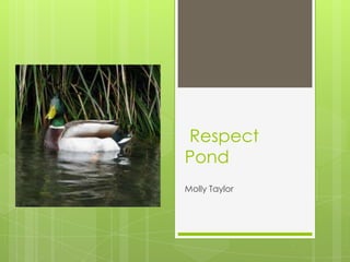 Respect
Pond
Molly Taylor
 