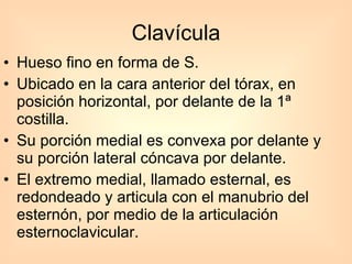 Clavícula Hueso fino en forma de S. Ubicado en la cara anterior del tórax, en posición horizontal, por delante de la 1ª costilla. Su porción medial es convexa por delante y su porción lateral cóncava por delante. El extremo medial, llamado esternal, es redondeado y articula con el manubrio del esternón, por medio de la articulación esternoclavicular. 