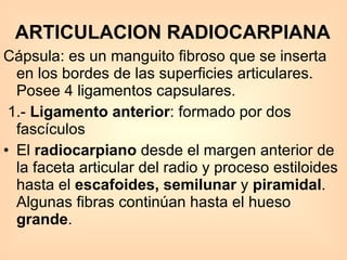 ARTICULACION RADIOCARPIANA Cápsula: es un manguito fibroso que se inserta en los bordes de las superficies articulares. Posee 4 ligamentos capsulares. 1.-  Ligamento anterior : formado por dos fascículos El  radiocarpiano  desde el margen anterior de la faceta articular del radio y proceso estiloides hasta el  escafoides, semilunar  y  piramidal . Algunas fibras continúan hasta el hueso  grande .  