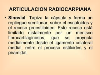 ARTICULACION RADIOCARPIANA Sinovial : Tapiza la cápsula y forma un repliegue semilunar, sobre el escafoides y el receso preestiloideo. Este receso está limitado distalmente por un menisco fibrocartilaginosos, que se proyecta medialmente desde el ligamento colateral medial, entre el proceso estiloides y el piramidal. 