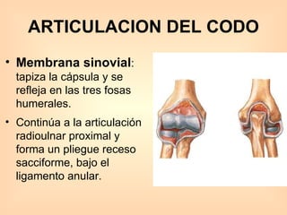 ARTICULACION DEL CODO Membrana sinovial : tapiza la cápsula y se refleja en las tres fosas humerales.  Continúa a la articulación radioulnar proximal y forma un pliegue receso sacciforme, bajo el ligamento anular.  