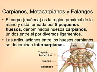 Carpianos, Metacarpianos y Falanges El carpo (muñeca) es la región proximal de la mano y esta formada por  8 pequeños huesos,  denominados huesos  carpianos , unidos entre si por diversos ligamentos.  Las articulaciones entre los huesos carpianos se denominan  intercarpianas.   Trapecio Trapezoide Grande  Ganchoso radio , 