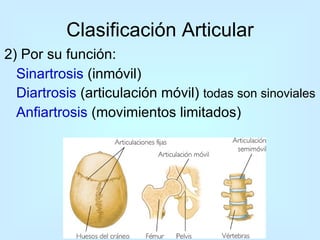 Clasificación Articular 2) Por su función:  Sinartrosis  (inmóvil) Diartrosis  (articulación móvil)  todas son sinoviales Anfiartrosis  (movimientos limitados) 