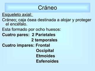 Cráneo Esqueleto axial:  Cráneo :  caja ósea destinada a alojar y proteger el encéfalo. Esta formado por ocho huesos: Cuatro pares:  2 Parietales 2 temporales  Cuatro impares: Frontal Occipital Etmoides  Esfenoides 