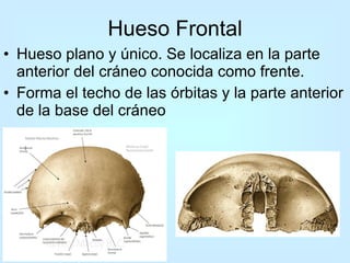 Hueso Frontal Hueso plano y único. Se localiza en la parte anterior del cráneo conocida como frente.  Forma el techo de las órbitas y la parte anterior de la base del cráneo 