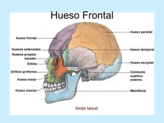 Hueso Frontal 