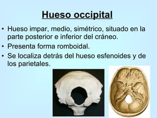 Hueso occipital   Hueso impar, medio, simétrico, situado en la parte  posterior e inferior del cráneo.  Presenta forma romboidal.  Se localiza detrás del hueso esfenoides y de los parietales. 