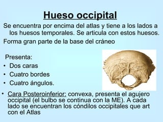 Se encuentra por encima del atlas y tiene a los lados a los huesos temporales. Se articula con estos huesos. Forma gran parte de la base del cráneo Presenta: Dos caras Cuatro bordes  Cuatro ángulos. Hueso occipital   Cara Posteroinferior:  convexa, presenta el agujero occipital (el bulbo se continua con la ME). A cada lado se encuentran los cóndilos occipitales que art con el Atlas  