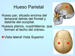 Hueso Parietal Hueso par, situado encima del temporal detrás del frontal y delante del occipital. Huesos planos, cuadriláteros, que forman el techo del cráneo. Vista lateral Vista Superior 