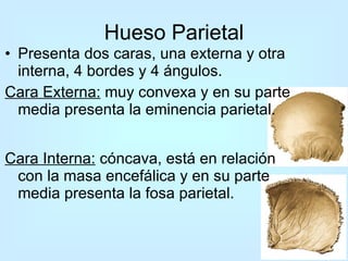Hueso Parietal Presenta dos caras, una externa y otra interna, 4 bordes y 4 ángulos. Cara Externa:  muy convexa y en su parte media presenta la eminencia parietal. Cara Interna:  cóncava, está en relación con la masa encefálica y en su parte media presenta la fosa parietal. 