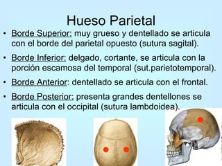 Hueso Parietal Borde Superior:  muy grueso y dentellado se articula con el borde del parietal opuesto (sutura sagital). Borde Inferior:  delgado, cortante, se articula con la porción escamosa del temporal (sut.parietotemporal). Borde Anterior : dentellado se articula con el frontal. Borde Posterior:  presenta grandes dentellones se articula con el occipital (sutura lambdoidea). 