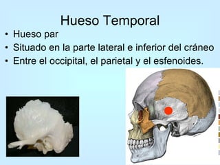 Hueso Temporal Hueso par  Situado en la parte lateral e inferior del cráneo  Entre el occipital, el parietal y el esfenoides.  