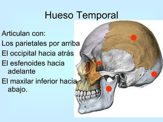 Articulan con: Los parietales por arriba  El occipital hacia atrás El esfenoides hacia adelante El maxilar inferior hacia abajo.  Hueso Temporal 