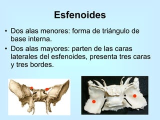 Dos alas menores: forma de triángulo de base interna.  Dos alas mayores: parten de las caras laterales del esfenoides, presenta tres caras y tres bordes.  Esfenoides 