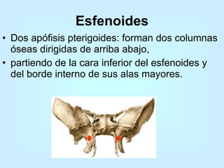 Esfenoides Dos apófisis pterigoides: forman dos columnas óseas dirigidas de arriba abajo,  partiendo de la cara inferior del esfenoides y del borde interno de sus alas mayores.  
